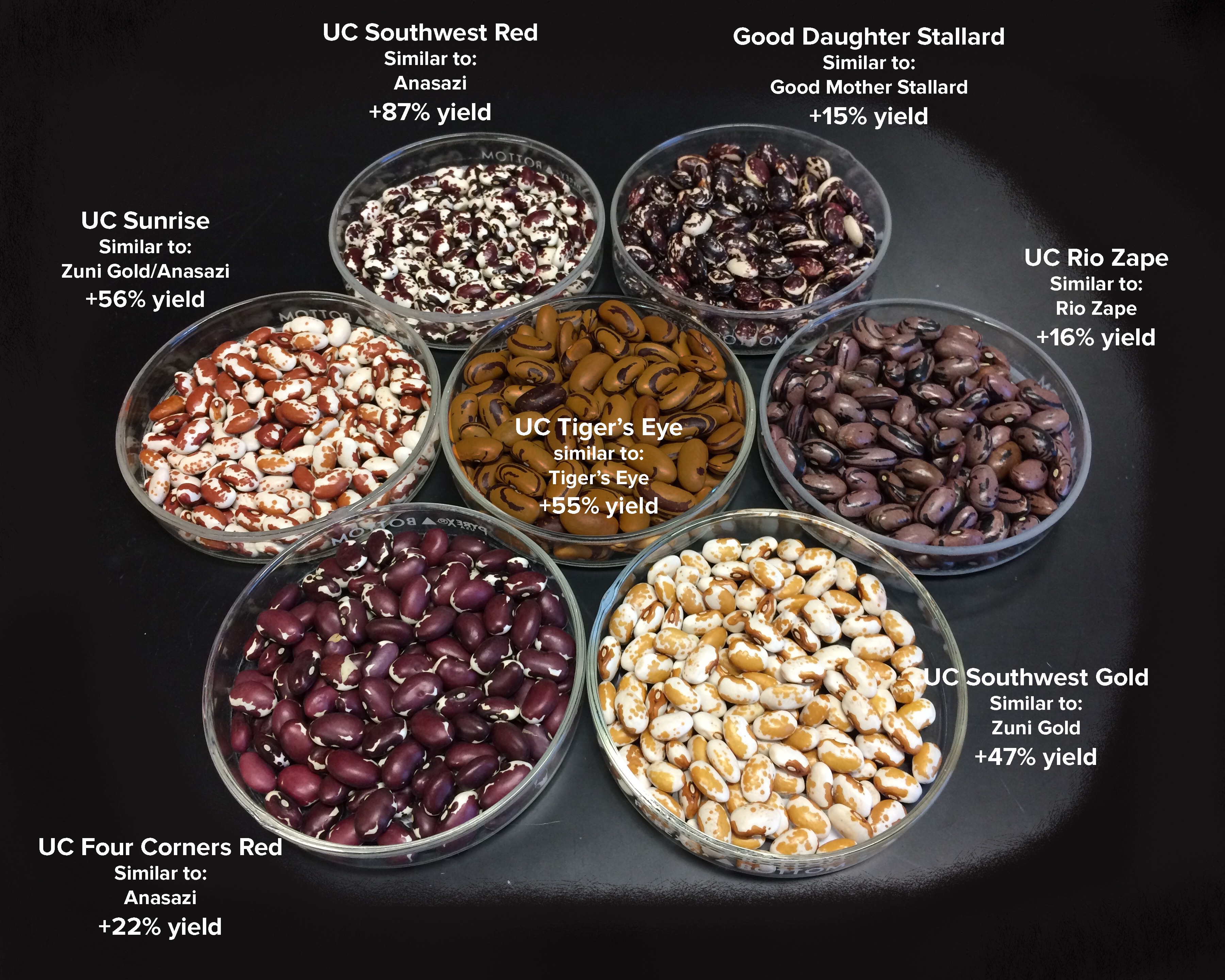 New bean varieties
