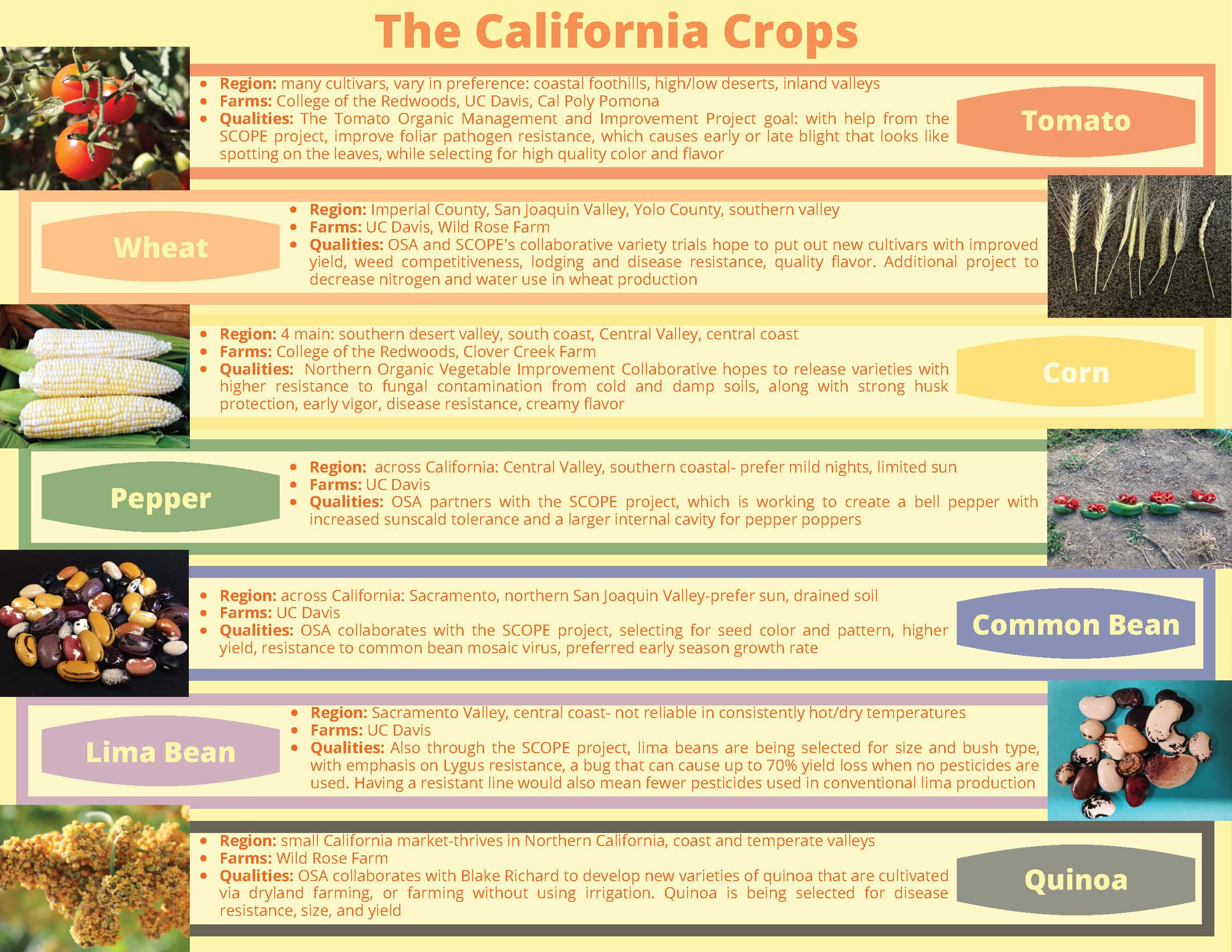 array of organic crops bred in California. Corn, wheat, tomato, pepper, common beans, lime beans, quinoa.